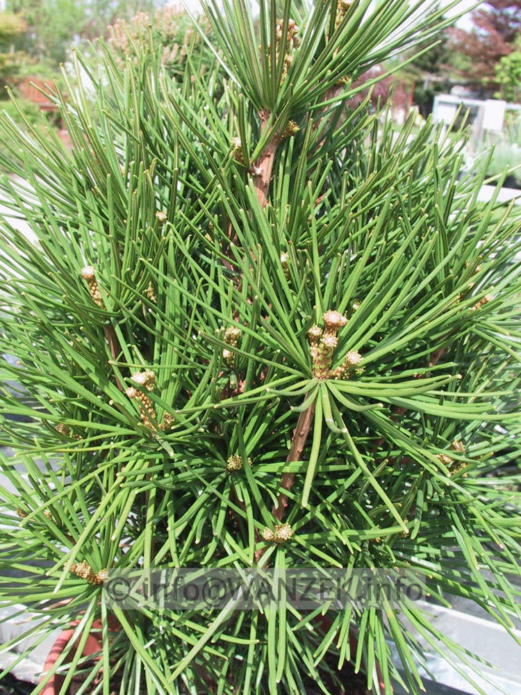 Sciadopitys verticillata 07.jpg